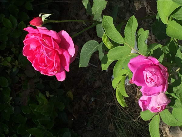 ������ӡ