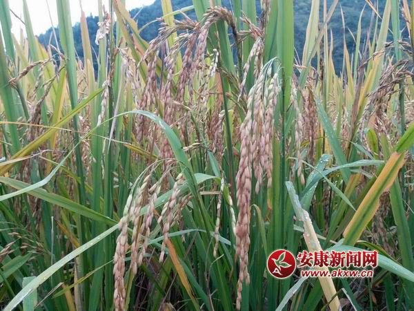 �{����С mmexport1508136762911.jpg