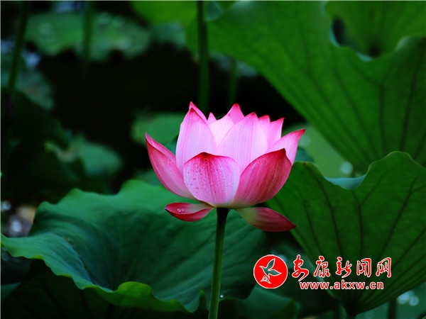 ƽ���������������Íu�Ϻɻ��_