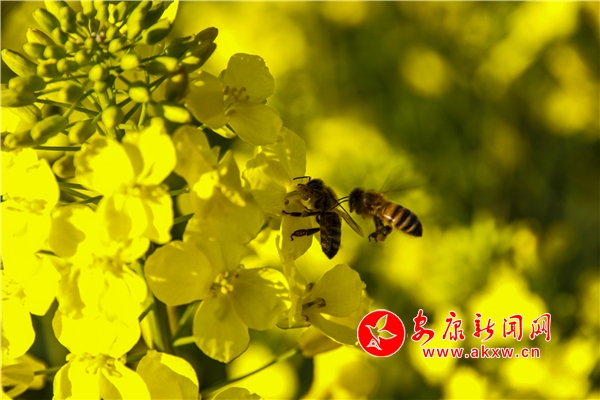 ɽ������ ��������