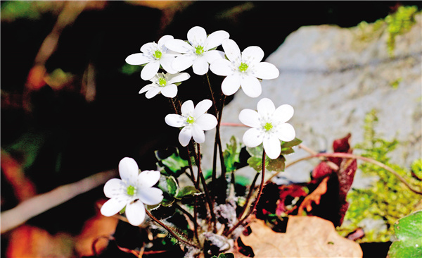 �������ӡ�������⯶�����