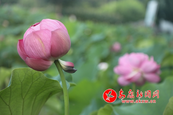 ���ĺɻ��� �p�������r