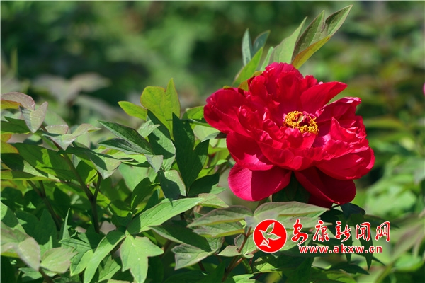 �hꎣ�ĵ�����_(k��i)������