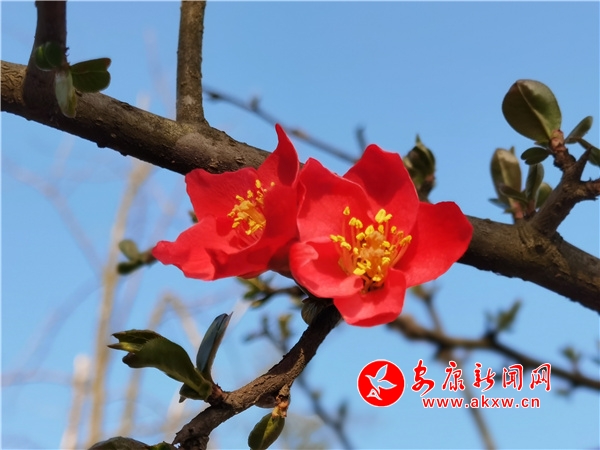 �hꎿh�����t���G ��ɫ�u��