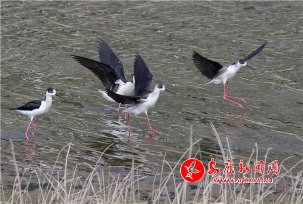 �ڳ��L�_���F��h�