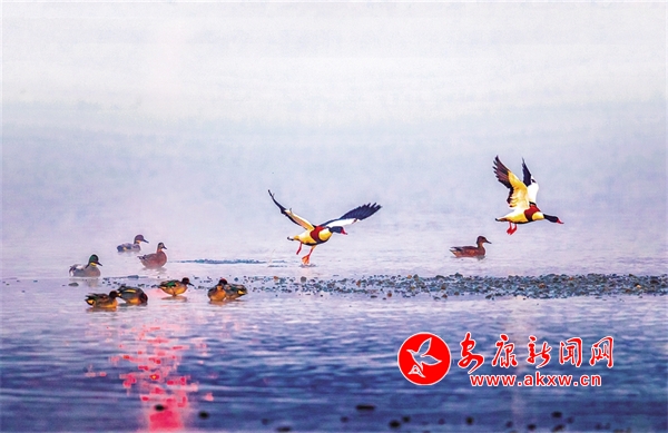 ��Ӱʢ�翴����