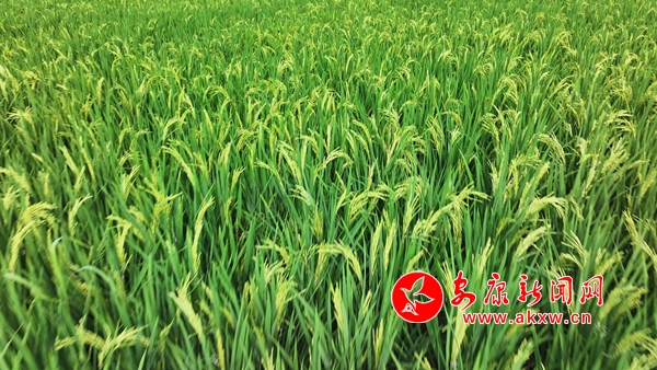 ����P�� �S������