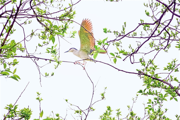 �����֦���³�