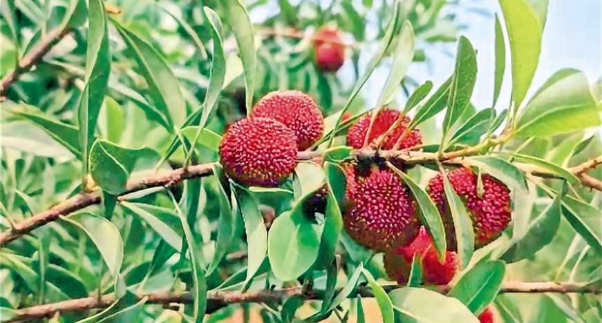 �ٮ���÷�M(j��n)��ʢ����