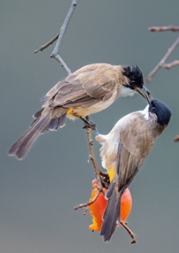 ���o�{�쾫�` ͬ�L���B����