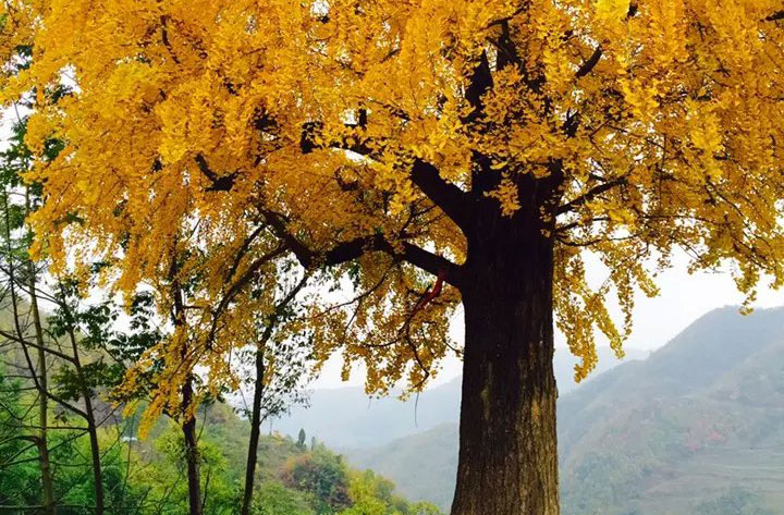 ��ϰ���ʯ���ǧ����y�Ә�����ͯԒ