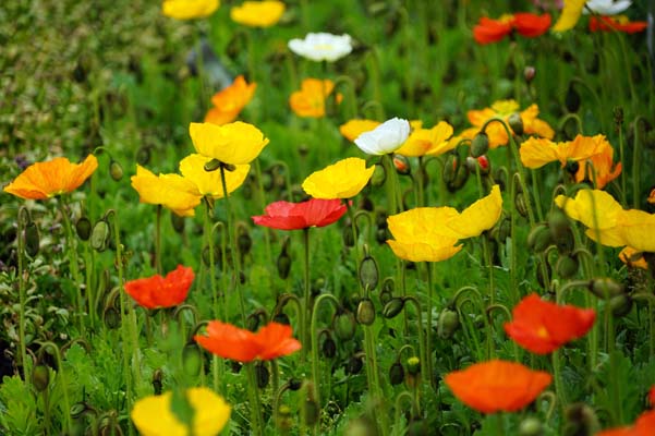 �h���ɰ����⡰�[��