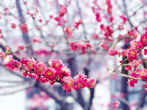 ����ɽ��������