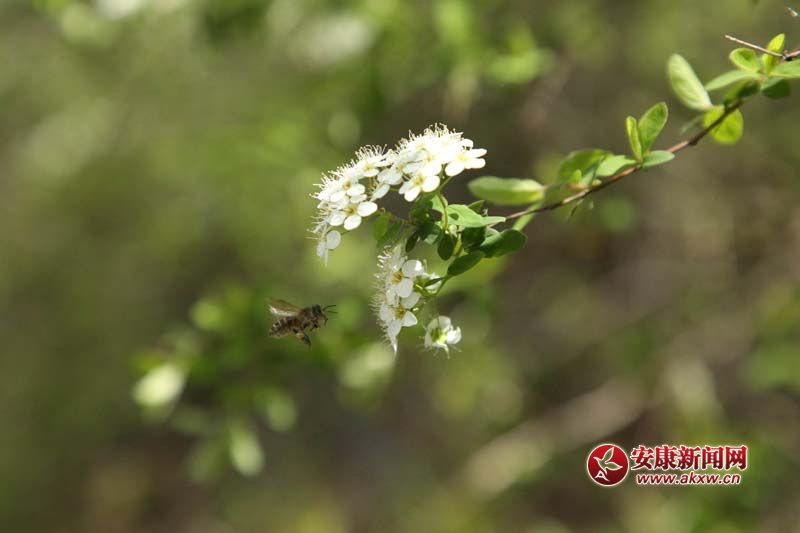 ʯȪ��Ϫ�С悴�ɫ